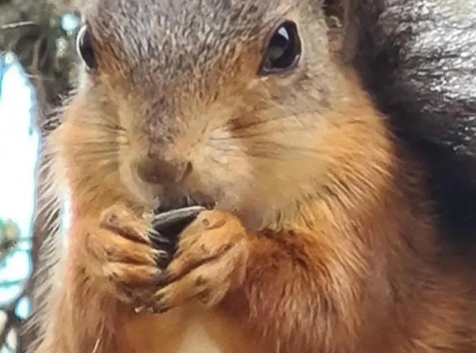 Ekornredet Vakantiehuis *