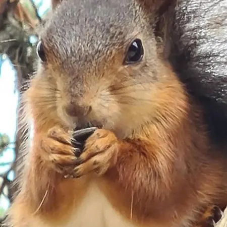 Ekornredet Ferienhaus *
